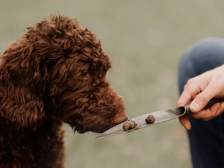 Teil 4 – Trüffelsuche mit Maggi –  Reich mit Trüffel?