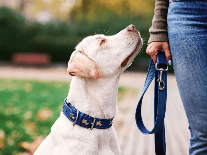 Teil 2 – Hundehalter:innen Codex – Nein