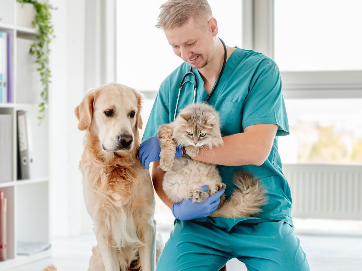 Diabetes mellitus bei Hund und Katze