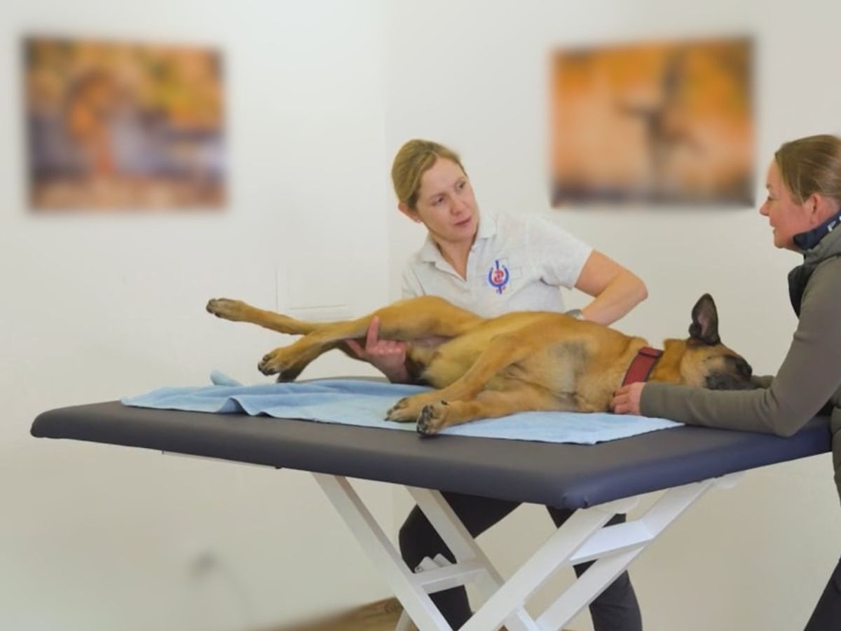 Teil 1 – Tierphysiotherapie – Hunde und Katzen in der Physiotherapie